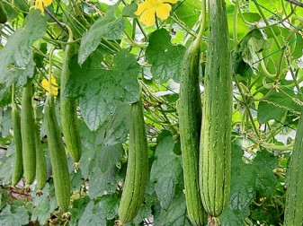 Cách trị mụn trứng cá bằng lá mướp