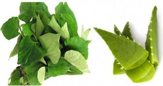 Cách trị mụn trứng cá hiệu quả bằng cây Lô hội và rau Diếp cá